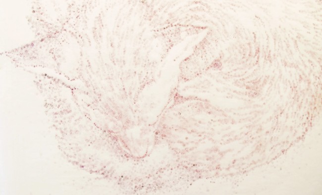 Caterina Sbrana, Vanitas,capsula di papavero premuta su carta giapponese, pigmento cm 60x100, 2013
