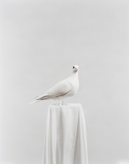 Julia Krahn, Die Taube, 2011 © Julia Krahn