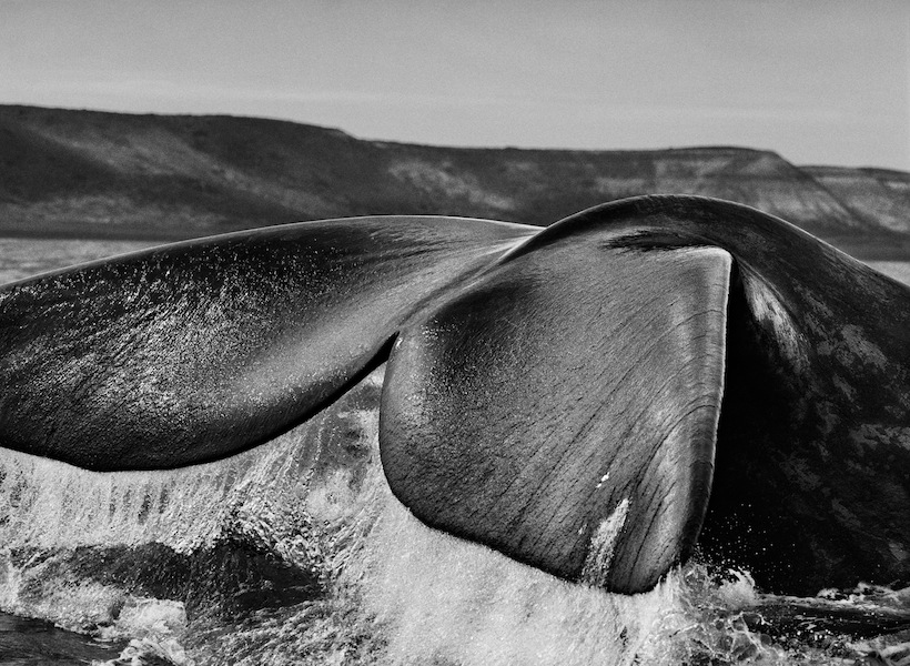 PLANET SOUTH. Southern right whales (Eubalaena australis), drawn to the Valdés Peninsula because of the shelter provided by its two gulfs, the Golfo San José and the Golfo Nuevo, often navigate with their tails upright in the water. Valdés Peninsula, Argentina. 2004. ©Sebastião Salgado. Amazonas Images.