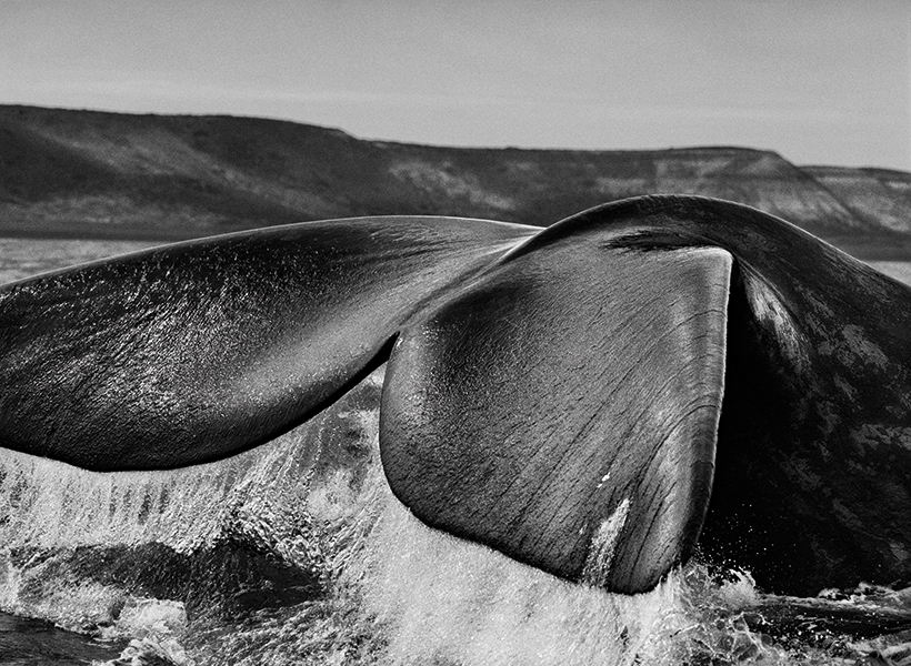 Sebastião Salgado, Planet South, Southern right whales (Eubalaena australis), drawn to the Valdés Peninsula because of the shelter provided by its two gulfs, the Golfo San José and the Golfo Nuevo, often navigate with their tails upright in the water. Valdés Peninsula, Argentina. 2004. ©Sebastião Salgado. Amazonas Images