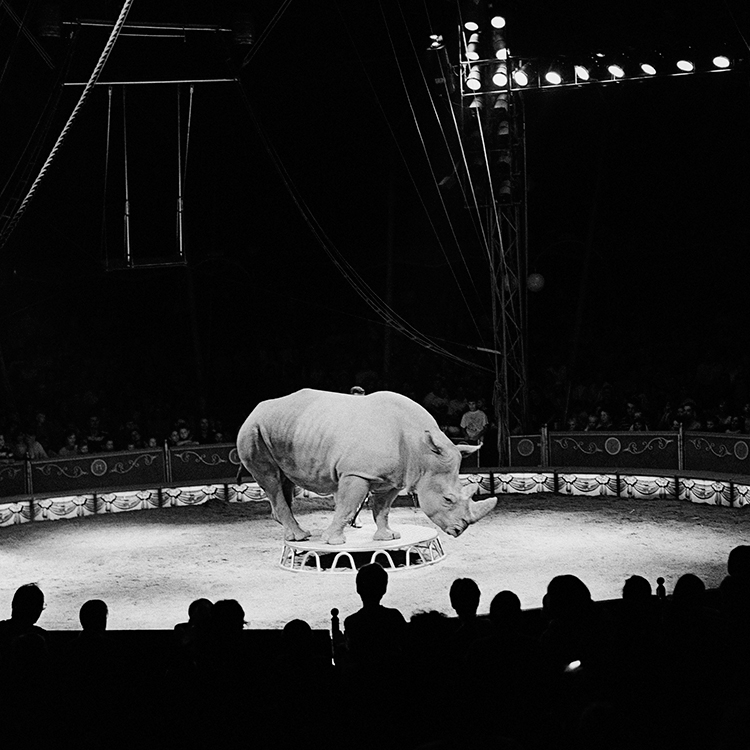 Jože Suhadolnik, Cirkus,1999