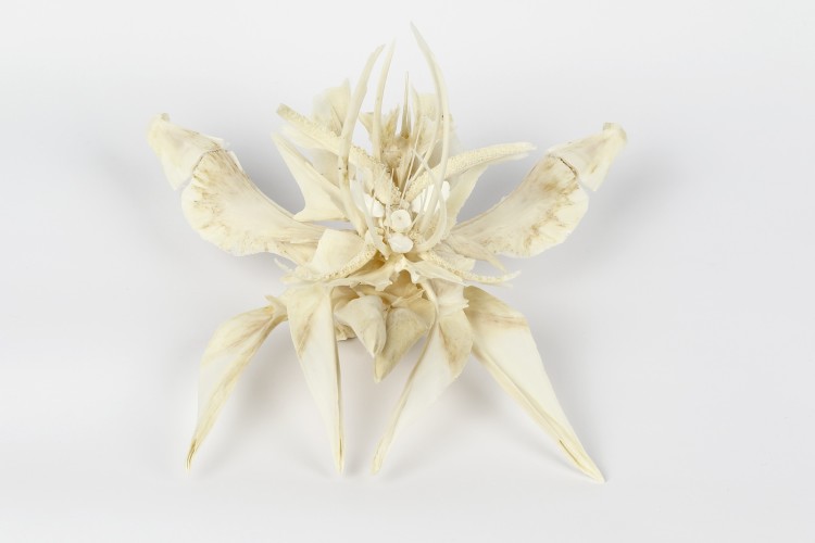 Tamara Ferioli, The wide sea comes each morning, 2016, ossa di pesce selvatico pescato nel Nord Atlantico:
merluzzo nordico (Gadus morhua), egle no (Melanogrammus aegle nus) e pesce lupo (Anarhichas lopus) bones from wild sh caught in the North Atlantic:
cod (Gadus morhua), haddock (Melanogrammus aegle nus) and Atlantic wol sh (Anarhichas lopus) dimesioni variabili
variable dimensions